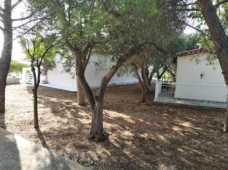 White Villa In Olive Trees And Seaview To Panagia Almiropótamos Esterno foto