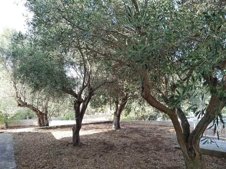 White Villa In Olive Trees And Seaview To Panagia Almiropótamos Esterno foto